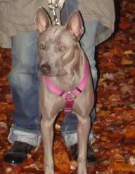 Maha Cha en For&ecirc;t